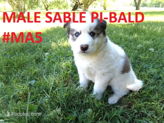 MA5 – Siberian Husky puppy for sale in Roaring River, NC