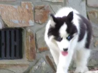MA1, a female Siberian Husky for sale in Roaring River, NC – 3 of 4