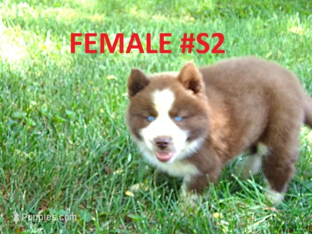 S2 – Siberian Husky puppy for sale in Roaring River, NC