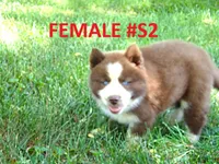 S2, a female Siberian Husky for sale in Roaring River, NC – 1 of 5