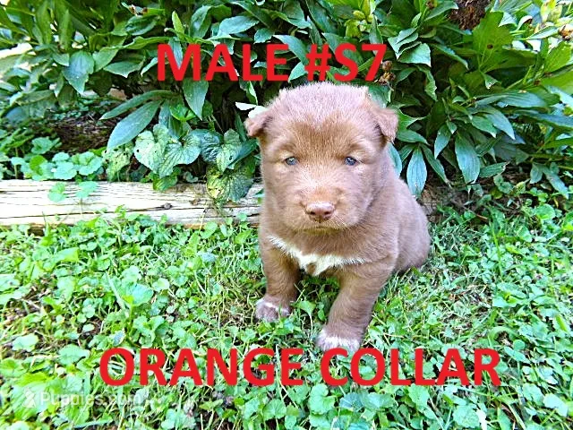 S7 – Siberian Husky puppy for sale in Roaring River, NC