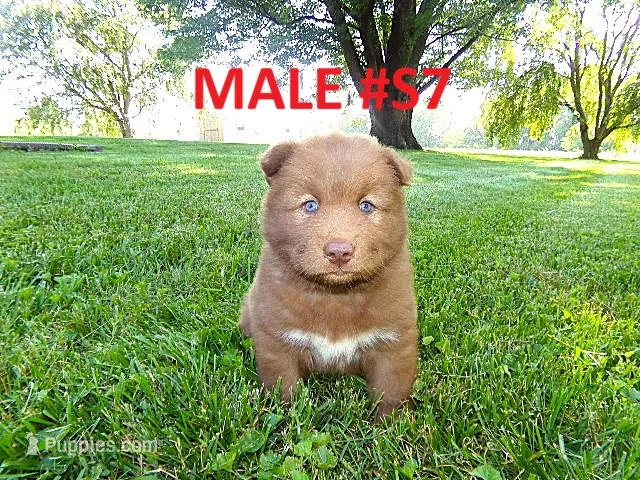 S7 – Siberian Husky puppy for sale in Roaring River, NC