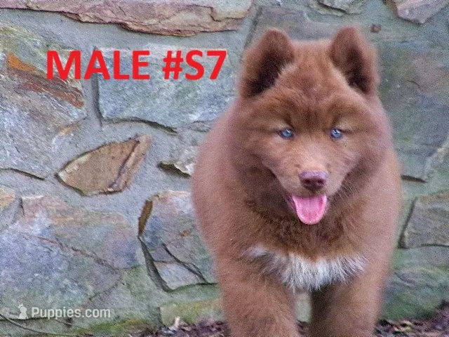 S7 – Siberian Husky puppy for sale in Roaring River, NC