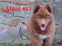 S7, a male Siberian Husky for sale in Roaring River, NC – 1 of 4