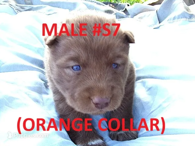 S7 – Siberian Husky puppy for sale in Roaring River, NC