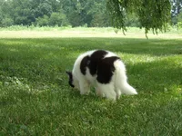 MA1, a female Siberian Husky for sale in Roaring River, NC – 4 of 4