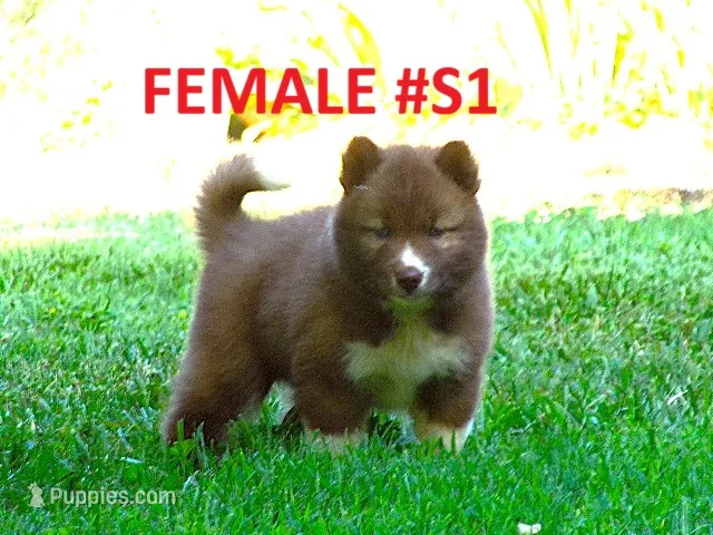 S1 – Siberian Husky puppy for sale in Roaring River, NC