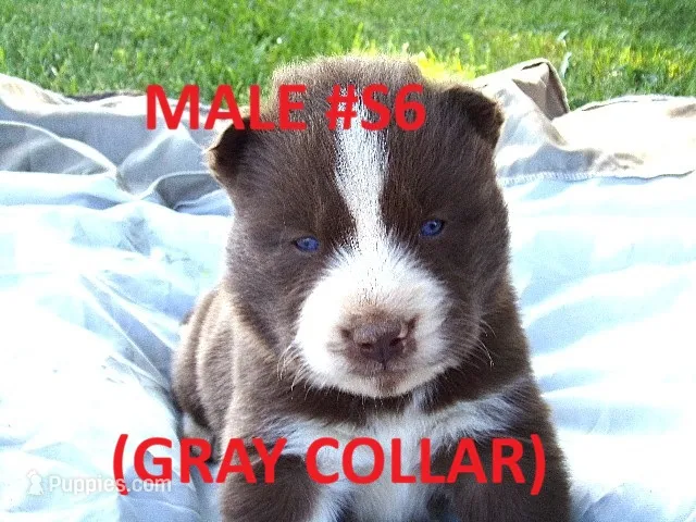 S6 – Siberian Husky puppy for sale in Roaring River, NC