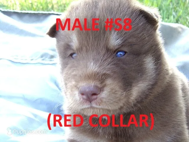 S8 – Siberian Husky puppy for sale in Roaring River, NC