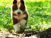 S2, a female Siberian Husky for sale in Roaring River, NC – 5 of 5
