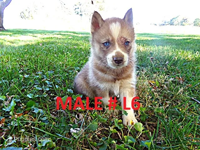 L6 – Siberian Husky puppy for sale in Roaring River, NC