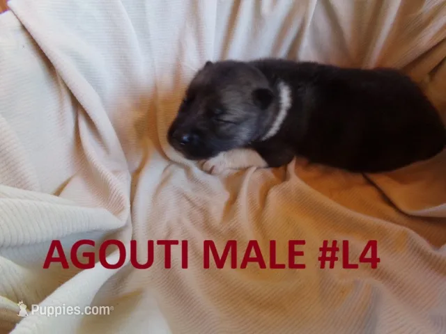 L4 – Siberian Husky puppy for sale in Roaring River, NC