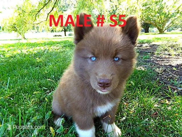 S5 – Siberian Husky puppy for sale in Roaring River, NC