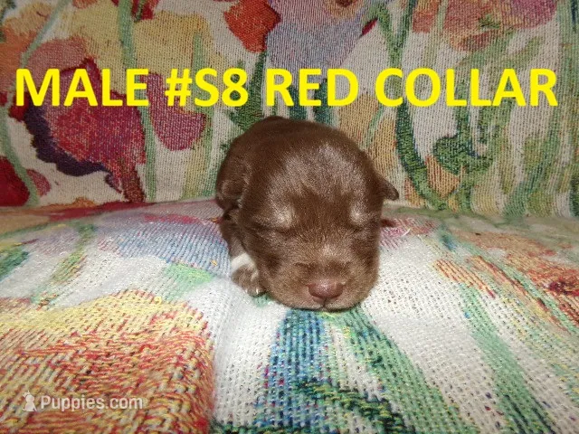 S8 – Siberian Husky puppy for sale in Roaring River, NC