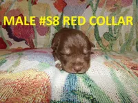 S8, a male Siberian Husky for sale in Roaring River, NC – 1 of 1
