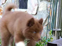 S5, a male Siberian Husky for sale in Roaring River, NC – 4 of 4