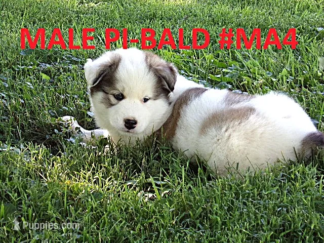 MA4 – Siberian Husky puppy for sale in Roaring River, NC