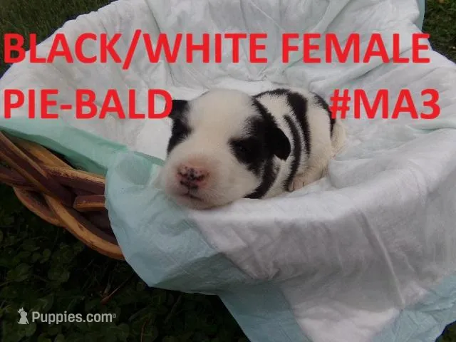 MA3 – Siberian Husky puppy for sale in Roaring River, NC