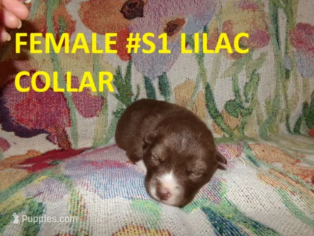 S1 – Siberian Husky puppy for sale in Roaring River, NC