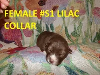 S1, a female Siberian Husky for sale in Roaring River, NC – 1 of 1