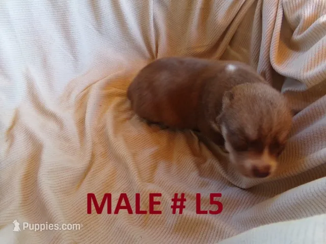 L5 – Siberian Husky puppy for sale in Roaring River, NC