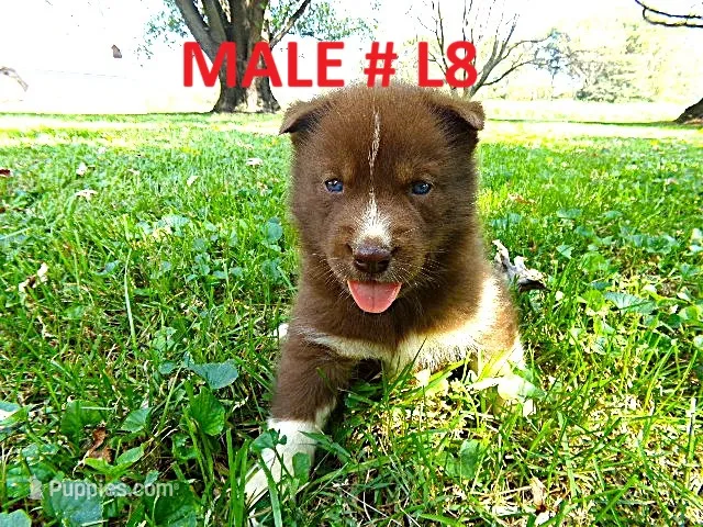 L8 – Siberian Husky puppy for sale in Roaring River, NC