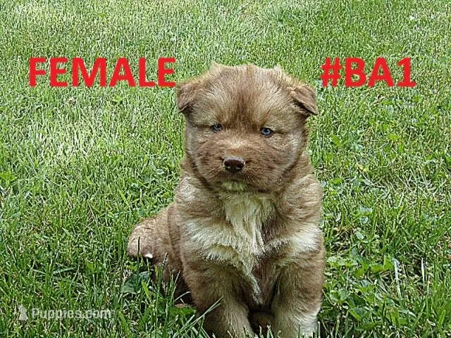 MA1 – Siberian Husky puppy for sale in Roaring River, NC