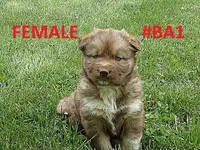 MA1, a female Siberian Husky for sale in Roaring River, NC – Photo 1 of 3