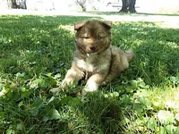 BE1, a female Siberian Husky for sale in Roaring River, NC – Photo 3 of 3