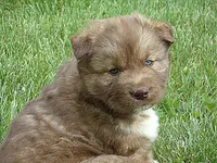 MA1, a female Siberian Husky for sale in Roaring River, NC – Photo 3 of 3