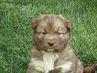 MA1, a female Siberian Husky for sale in Roaring River, NC – Photo 2 of 3