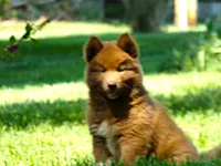 S5, a male Siberian Husky for sale in Roaring River, NC – 2 of 4