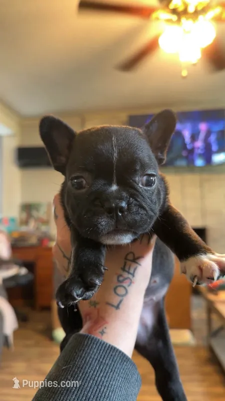 Storm – Frenchton puppy for sale in Roaring River, NC