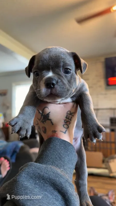 Bleu – Frenchton puppy for sale in Roaring River, NC