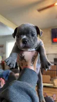 Bleu, a male Frenchton for sale in Roaring River, NC – 1 of 1