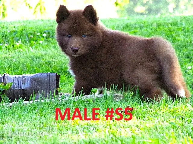 S5 – Siberian Husky puppy for sale in Roaring River, NC