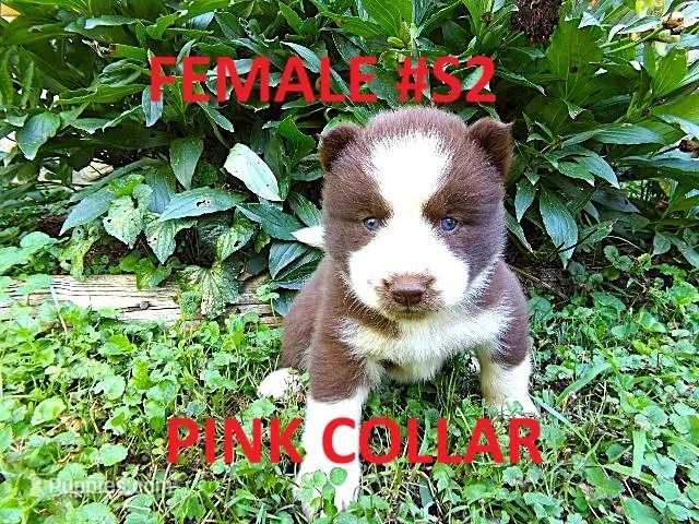 S2 – Siberian Husky puppy for sale in Roaring River, NC