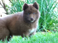 S5, a male Siberian Husky for sale in Roaring River, NC – 3 of 4
