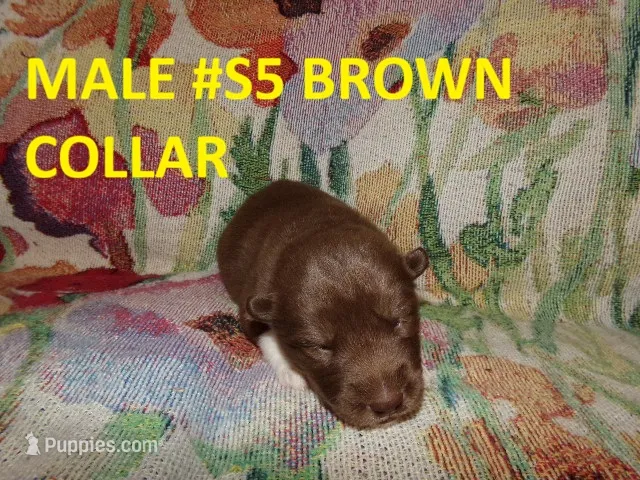 S5 – Siberian Husky puppy for sale in Roaring River, NC