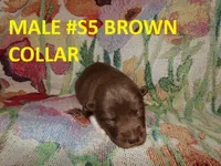 S5, a male Siberian Husky for sale in Roaring River, NC – 1 of 1