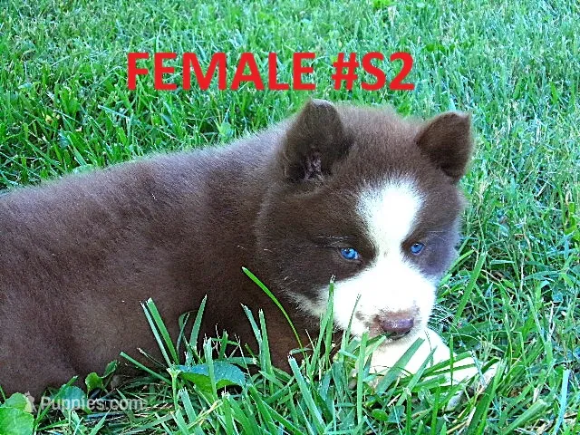 S2 – Siberian Husky puppy for sale in Roaring River, NC