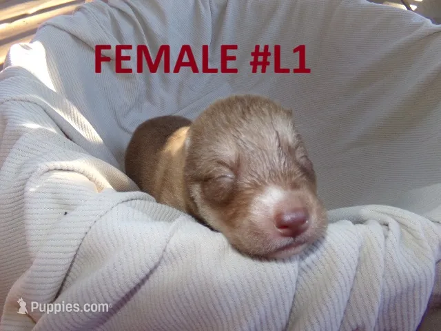 L1 – Siberian Husky puppy for sale in Roaring River, NC