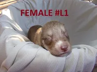 L1, a female Siberian Husky for sale in Roaring River, NC – 1 of 3