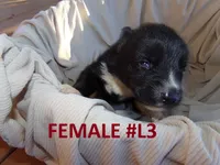 L3, a female Siberian Husky for sale in Roaring River, NC – 2 of 3