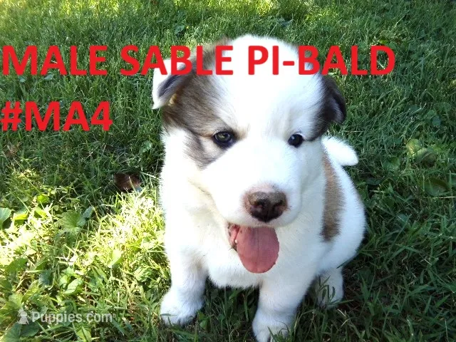 MA4 – Siberian Husky puppy for sale in Roaring River, NC