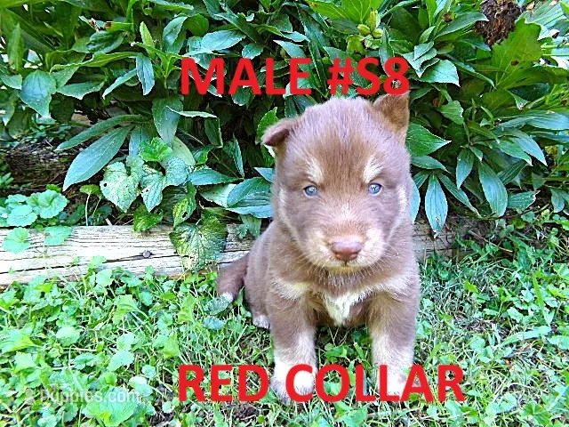 S8 – Siberian Husky puppy for sale in Roaring River, NC