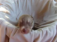 L1, a female Siberian Husky for sale in Roaring River, NC – 2 of 3