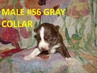 S6, a male Siberian Husky for sale in Roaring River, NC – 1 of 1