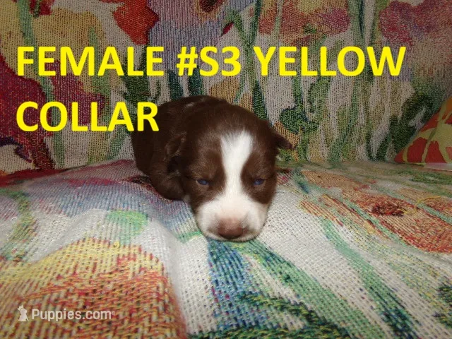 S3 – Siberian Husky puppy for sale in Roaring River, NC