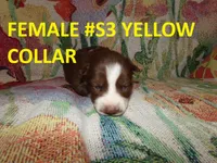 S3, a female Siberian Husky for sale in Roaring River, NC – 1 of 1